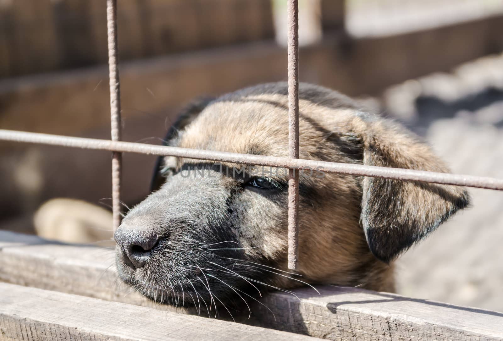 mongrel dog puppy with sad eyes looks out of the cage