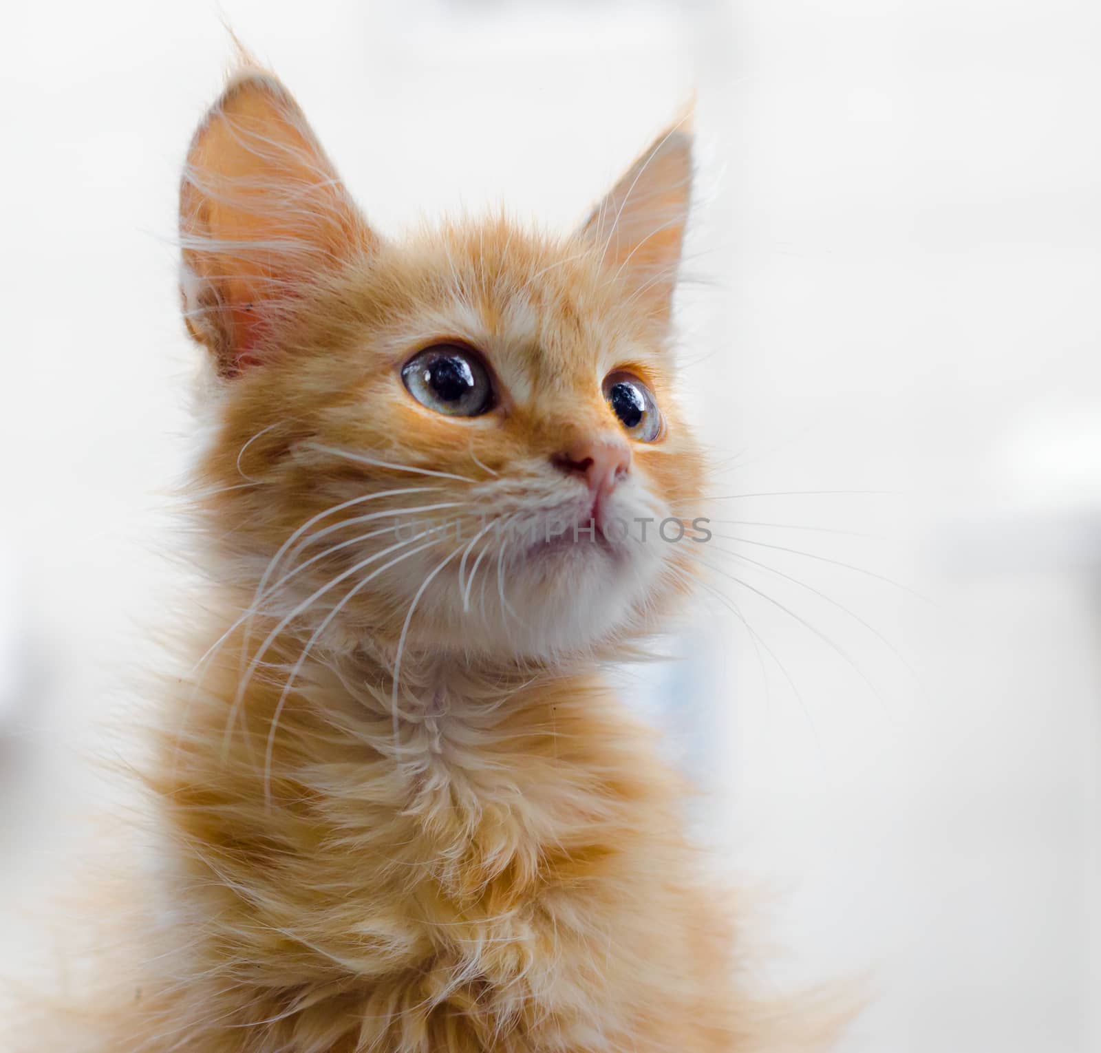 portrait of a red fluffy kitten on a light background looking up