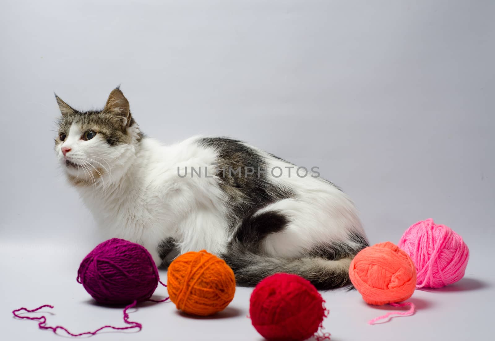 white spotted cat among multi-colored balls of wool yarn on a gray background