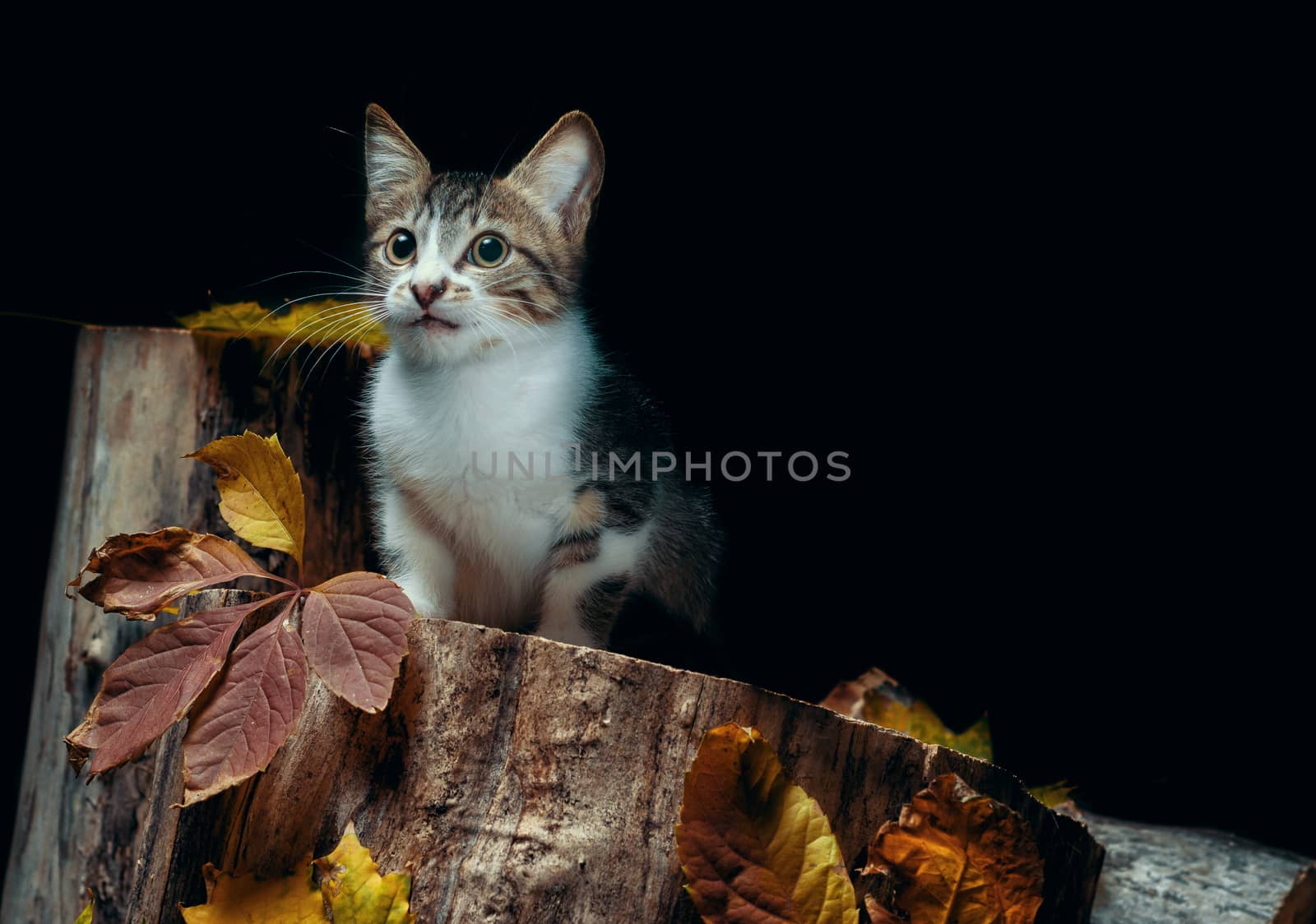 tabby kitten on a wooden stump with autumn leaves on a balck background