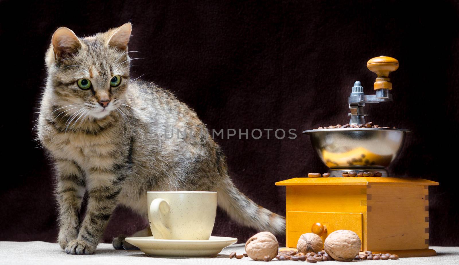 tabby color cat on the table along with a coffee grinder a cup of grains and nuts