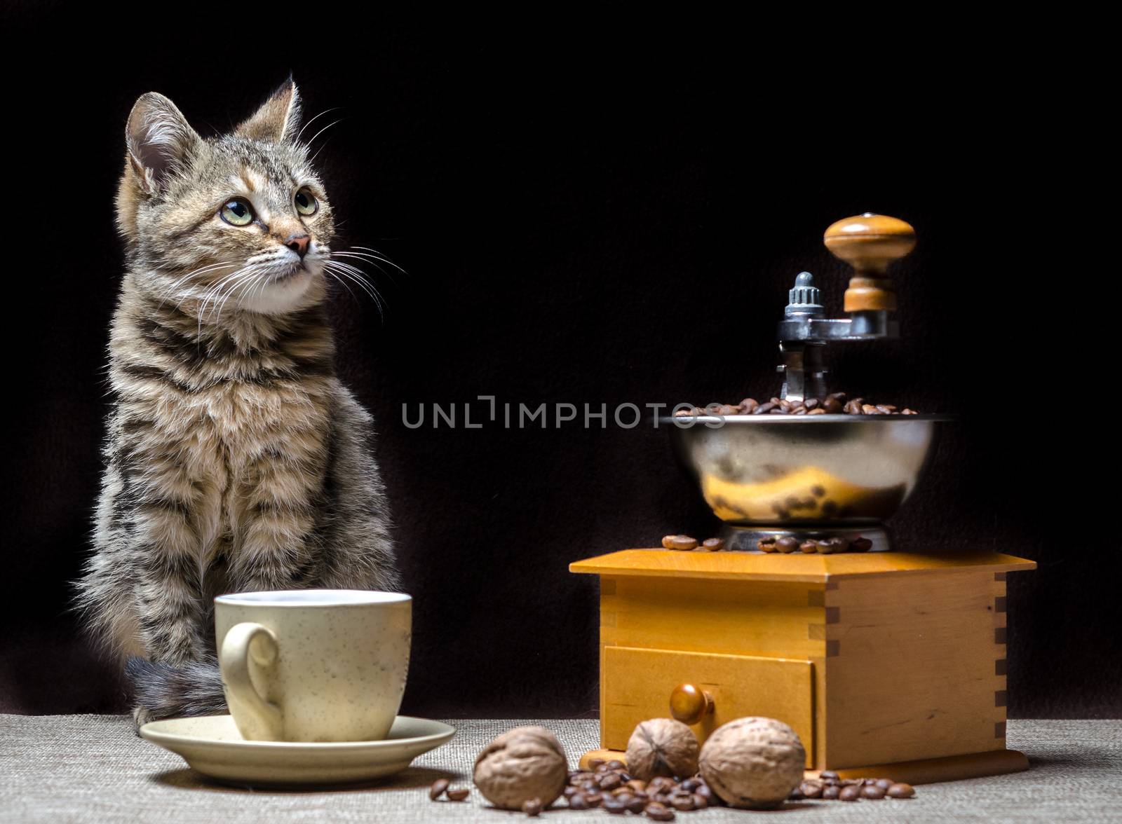tabby color cat on the table along with a coffee grinder a cup of grains and nuts