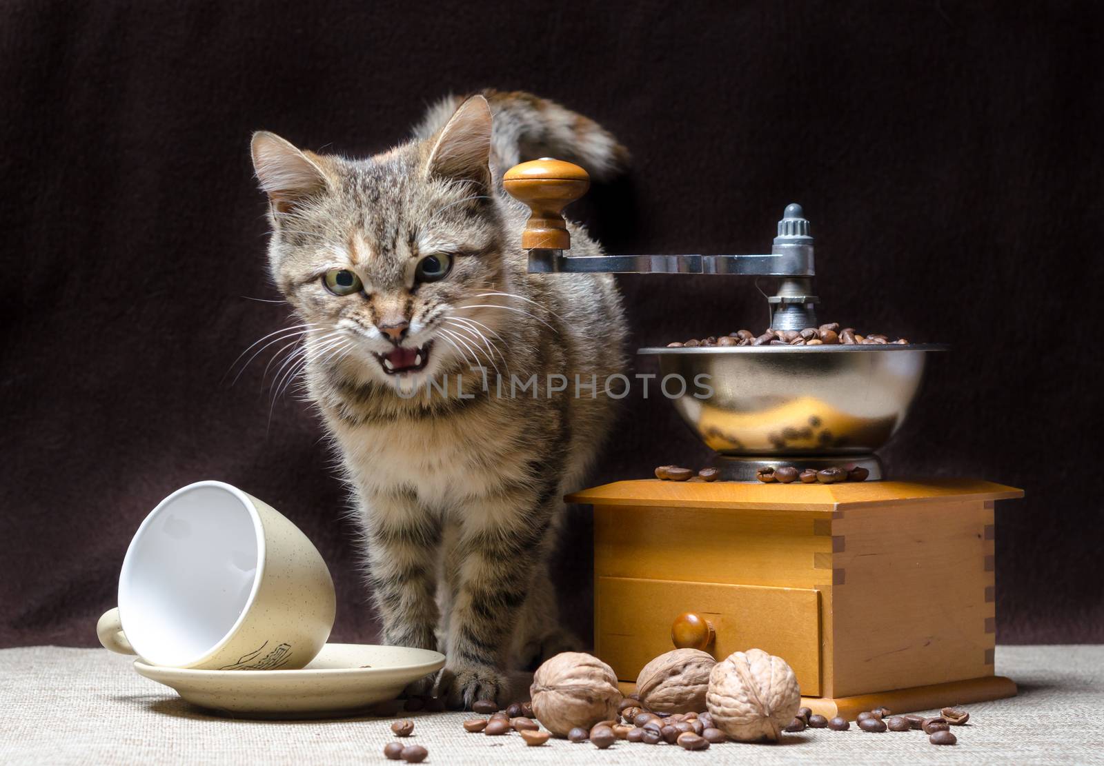 offended tabby color kitten sits near a manual coffee grinder and coffee grains