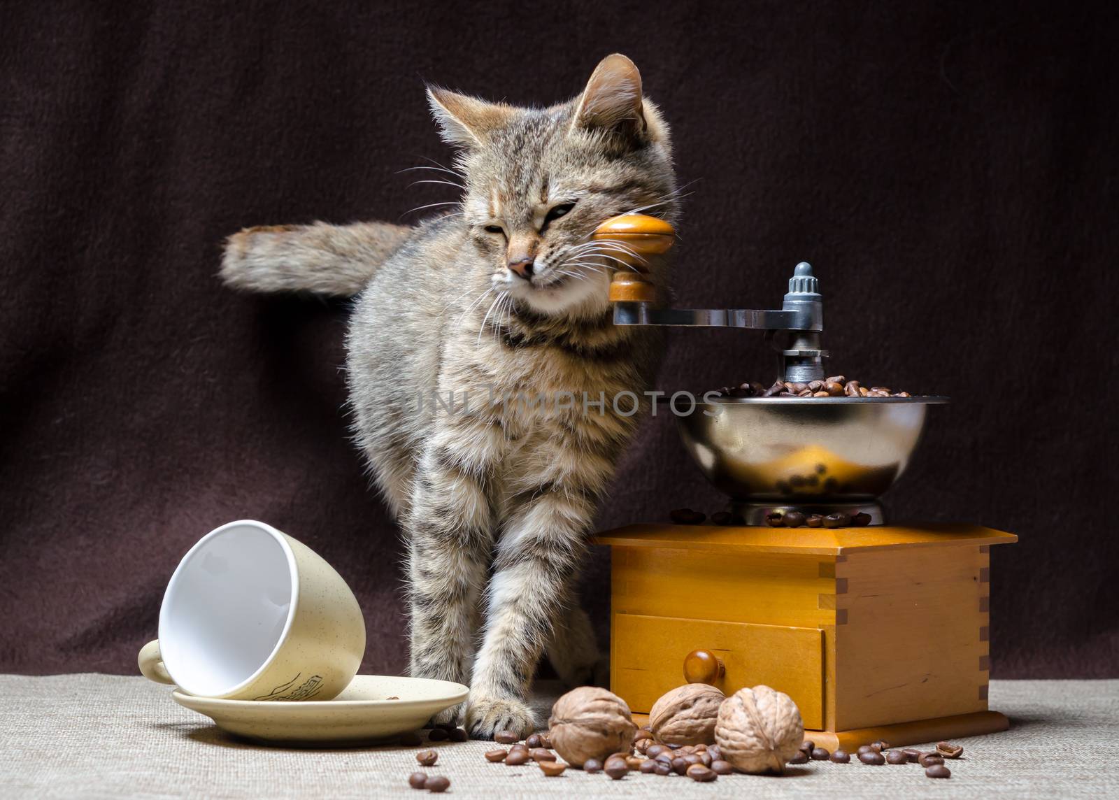 gray cat with green eyes turned over a coffee cup