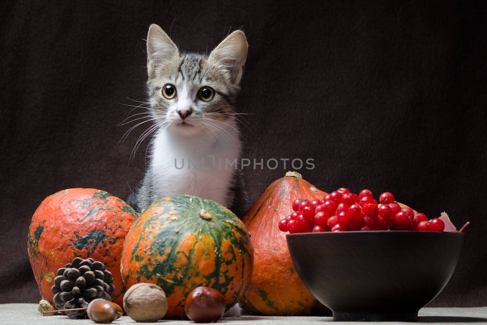 autumn still life kitten color tabby sits on a sackcloth behind three bright pumpkins in a clay bowl with viburnum berries a pine cone walnut horse chestnut and acorn.