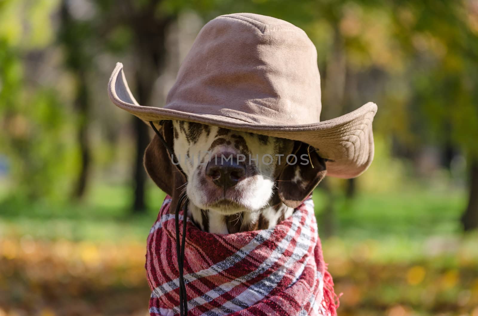 Dalmatian dog in a brown cowboy hat and red plaid against the background of yellow autumn fallen leaves