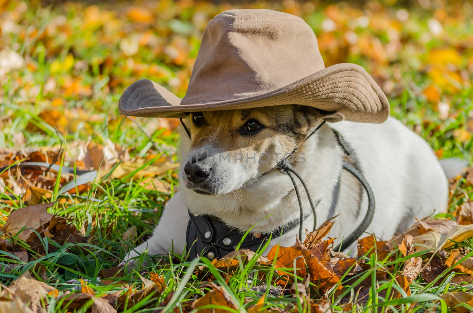 mongrel purebred fat dog lying on the yellow autumn leaves fallen, raising his front paw up