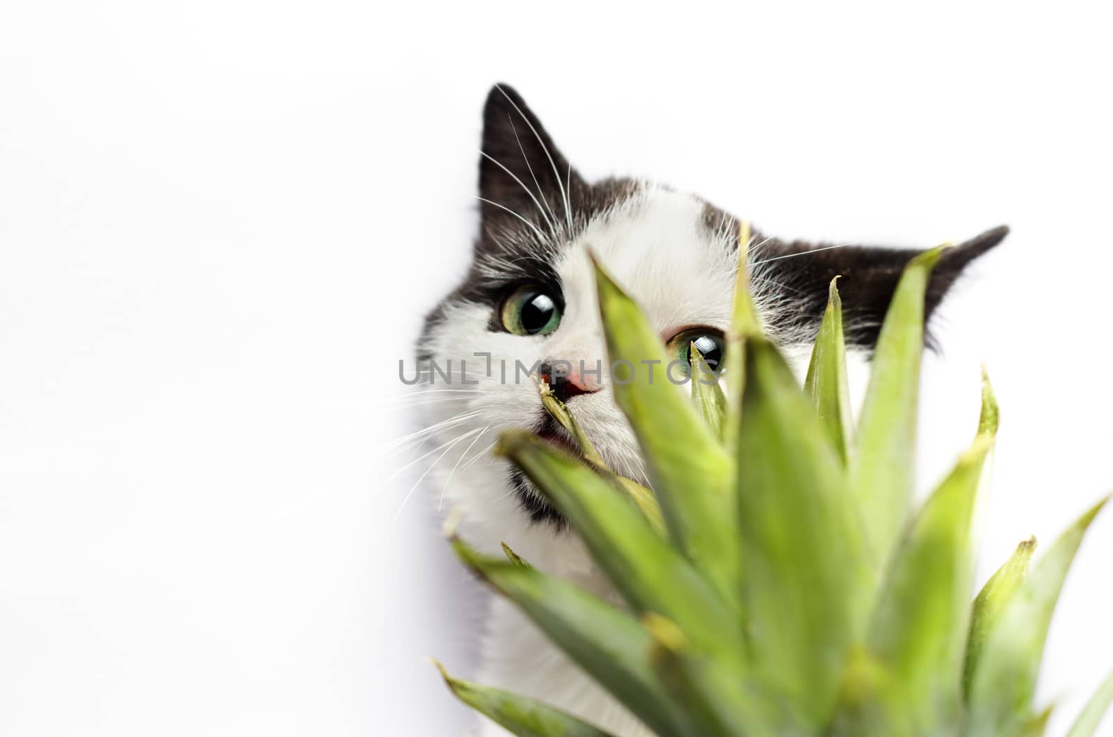 black and white kitten nibbles on green leaves of pineapple