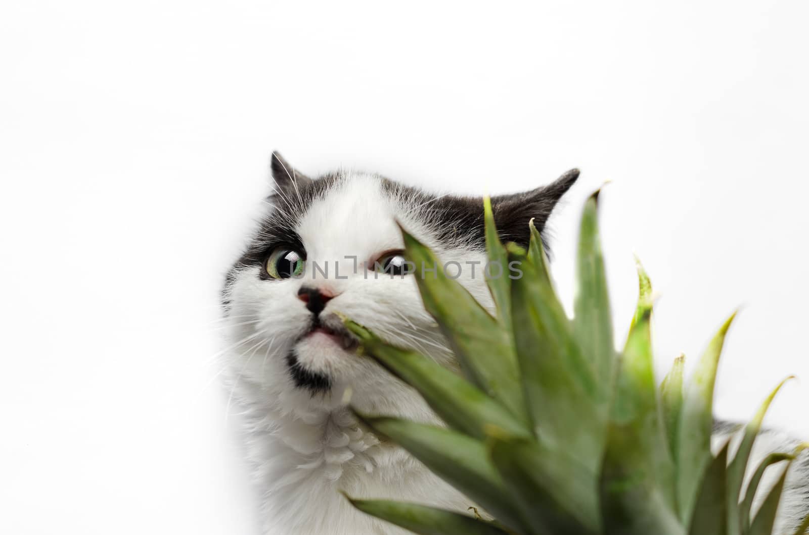 black and white kitten nibbles on green leaves of pineapple