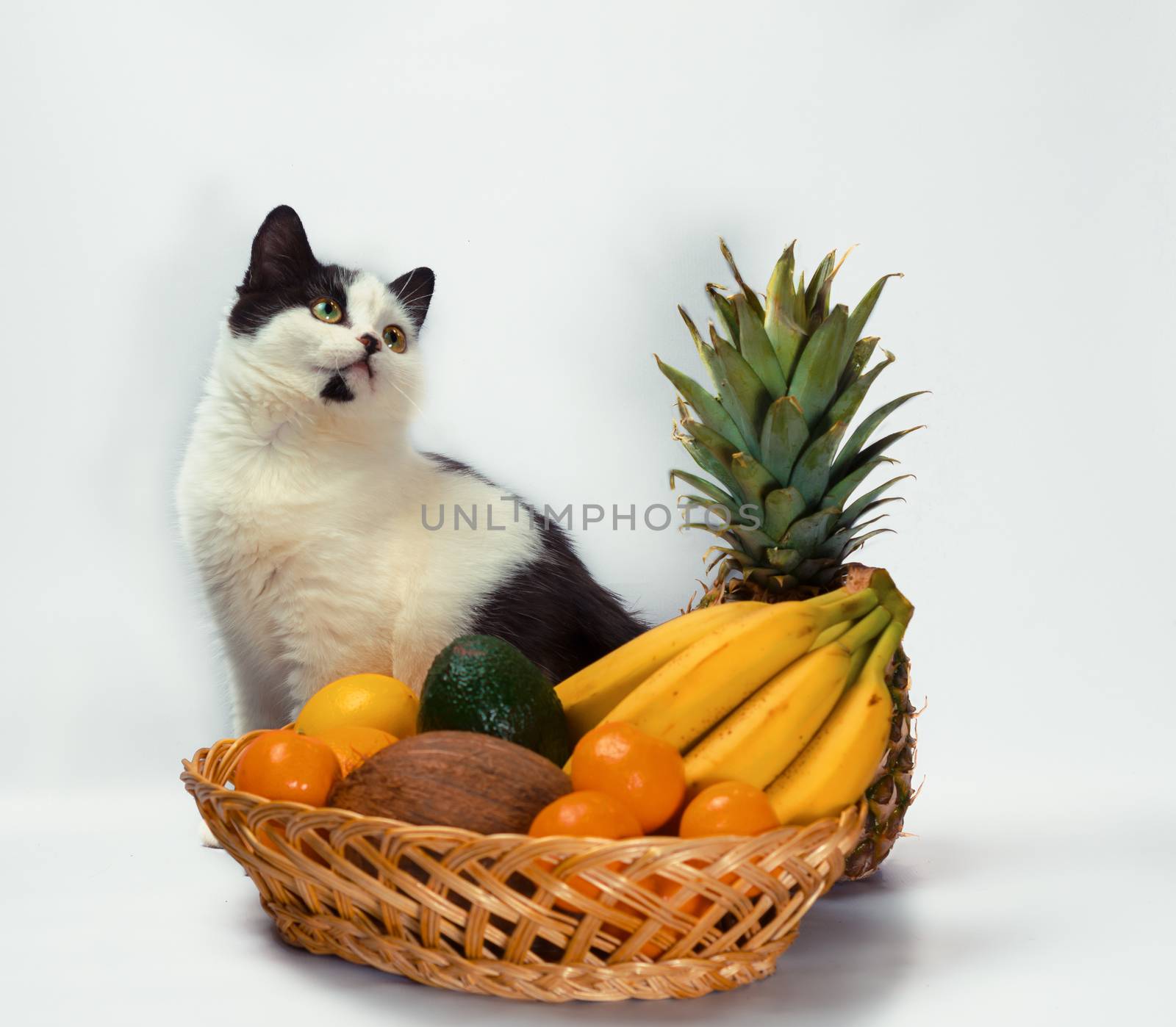black and white cat raised a paw over a basket of tropical fruits