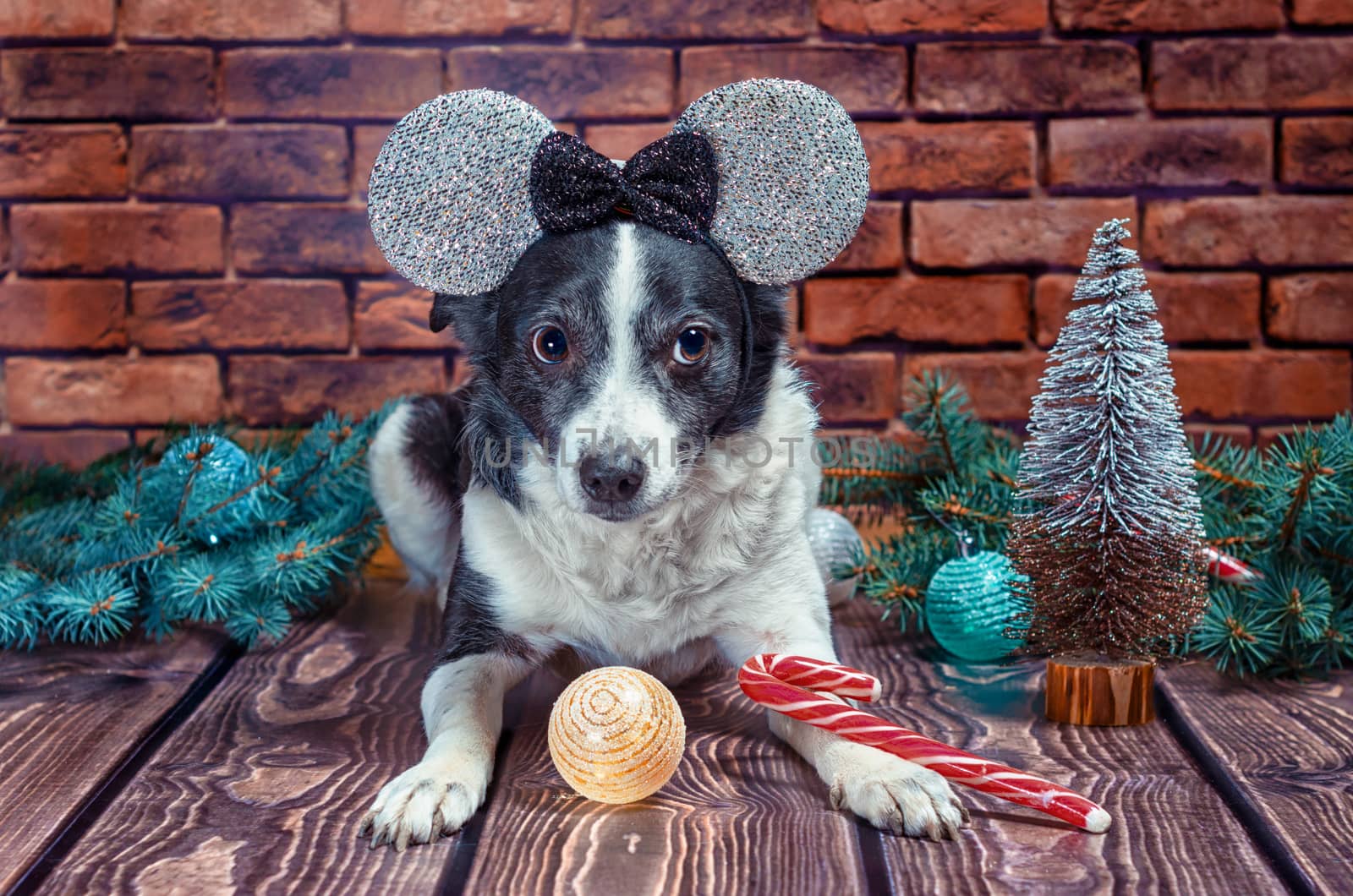 black and white adult dog in Christmas false ears