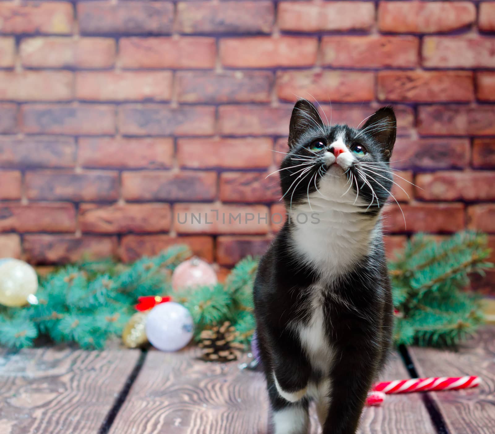 black and white kitten on the background of a brick wall and Christmas tree