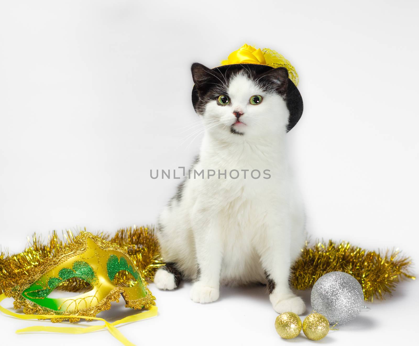 black and white kitten in christmas fancy dress hat