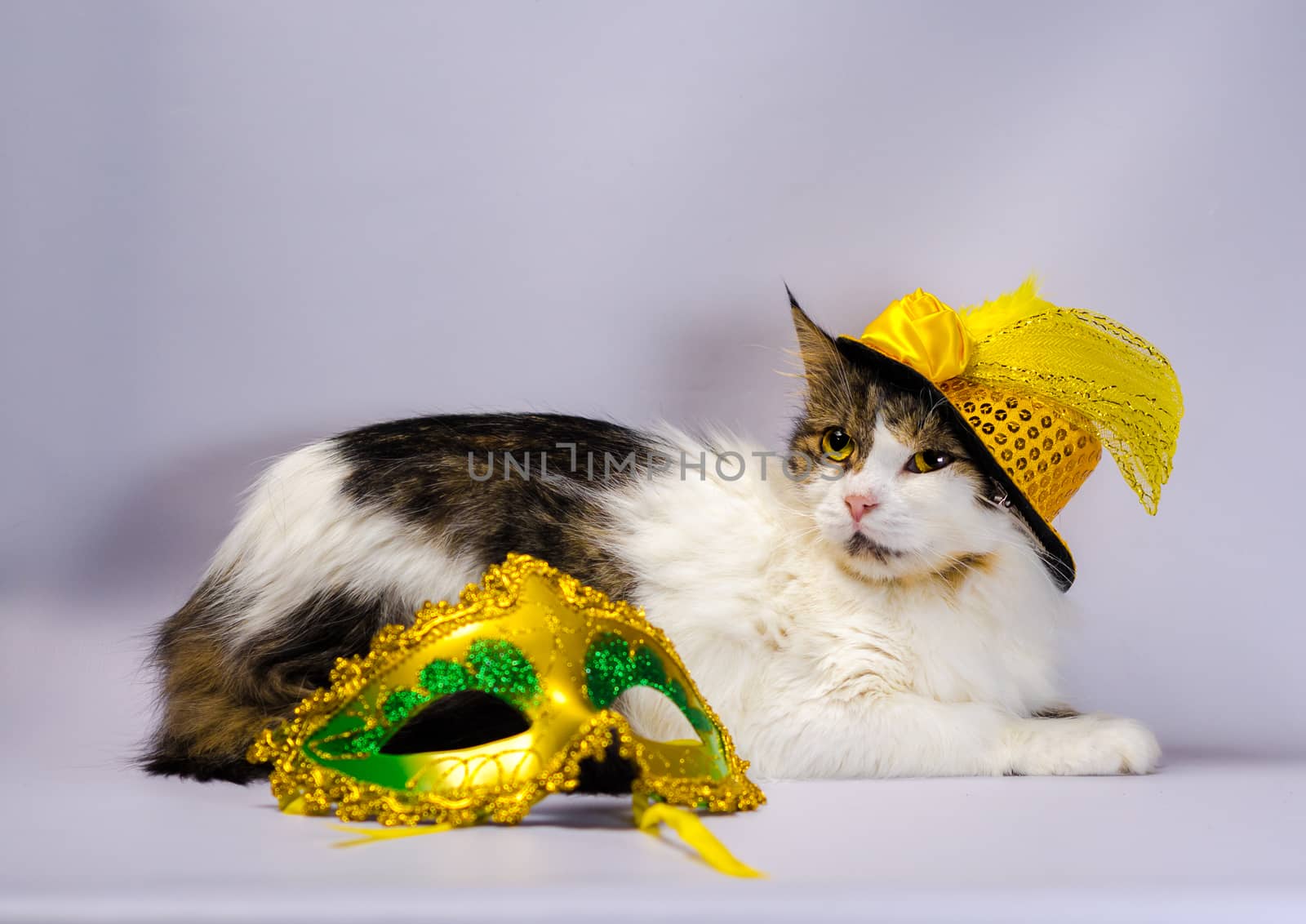 wicked cat in a yellow carnival hat with sequins bow and a feather next to a mask and Christmas balls