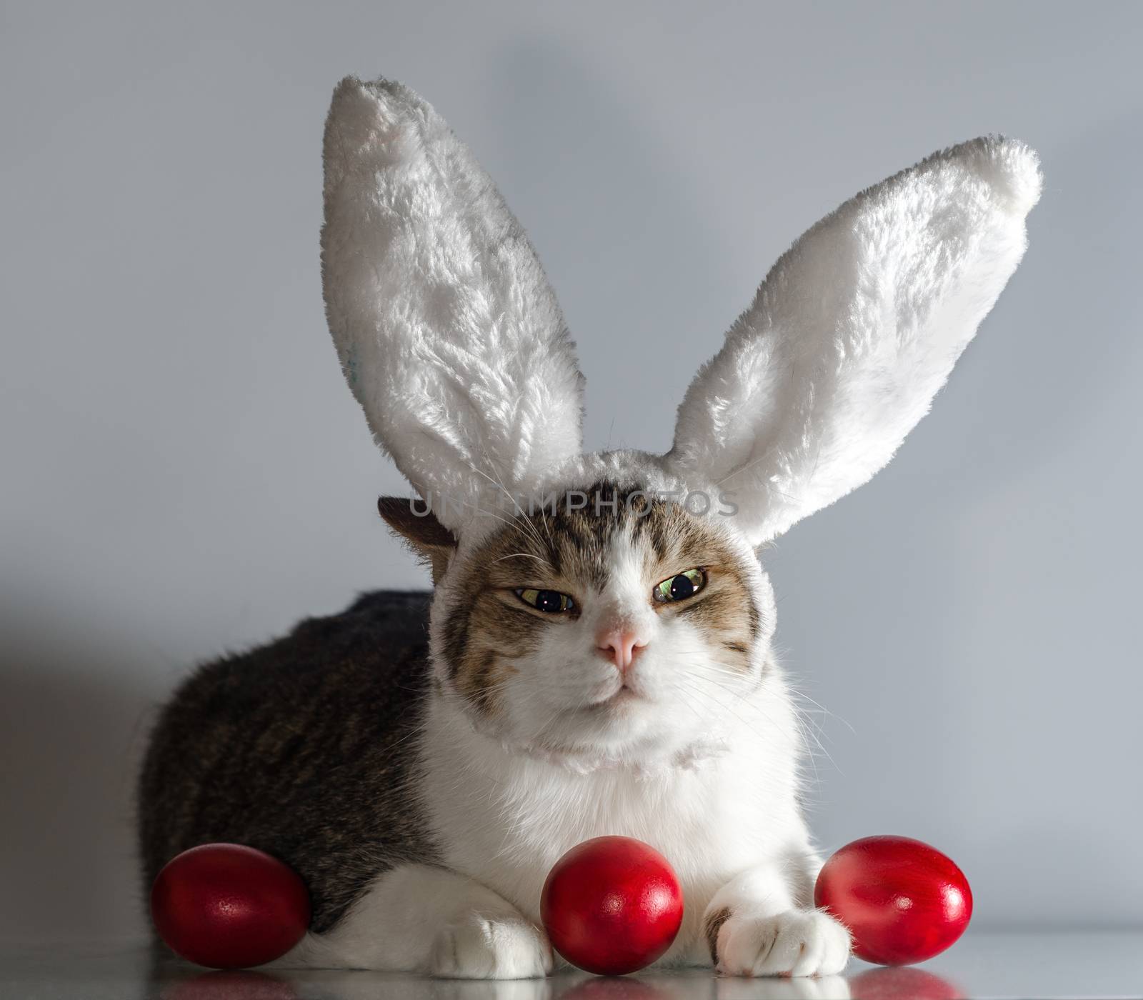 angry Easter cat in rabbit ears guards three red eggs