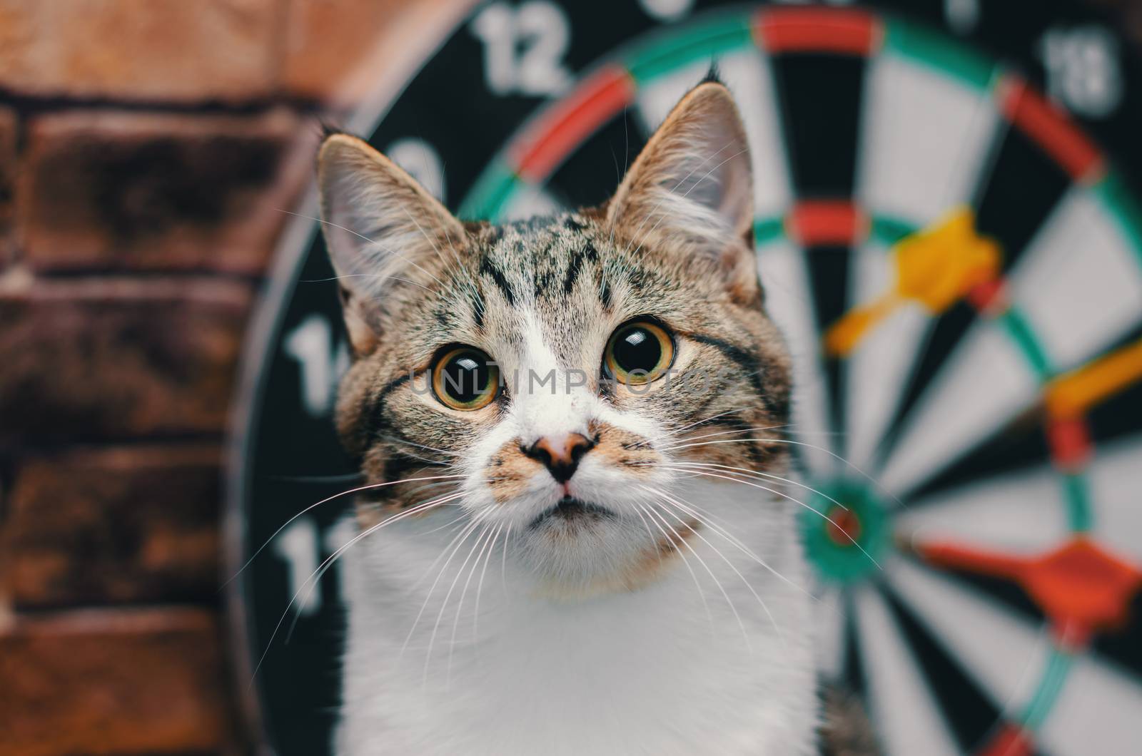 portrait of a tabby kitten against the background of a circle of darts