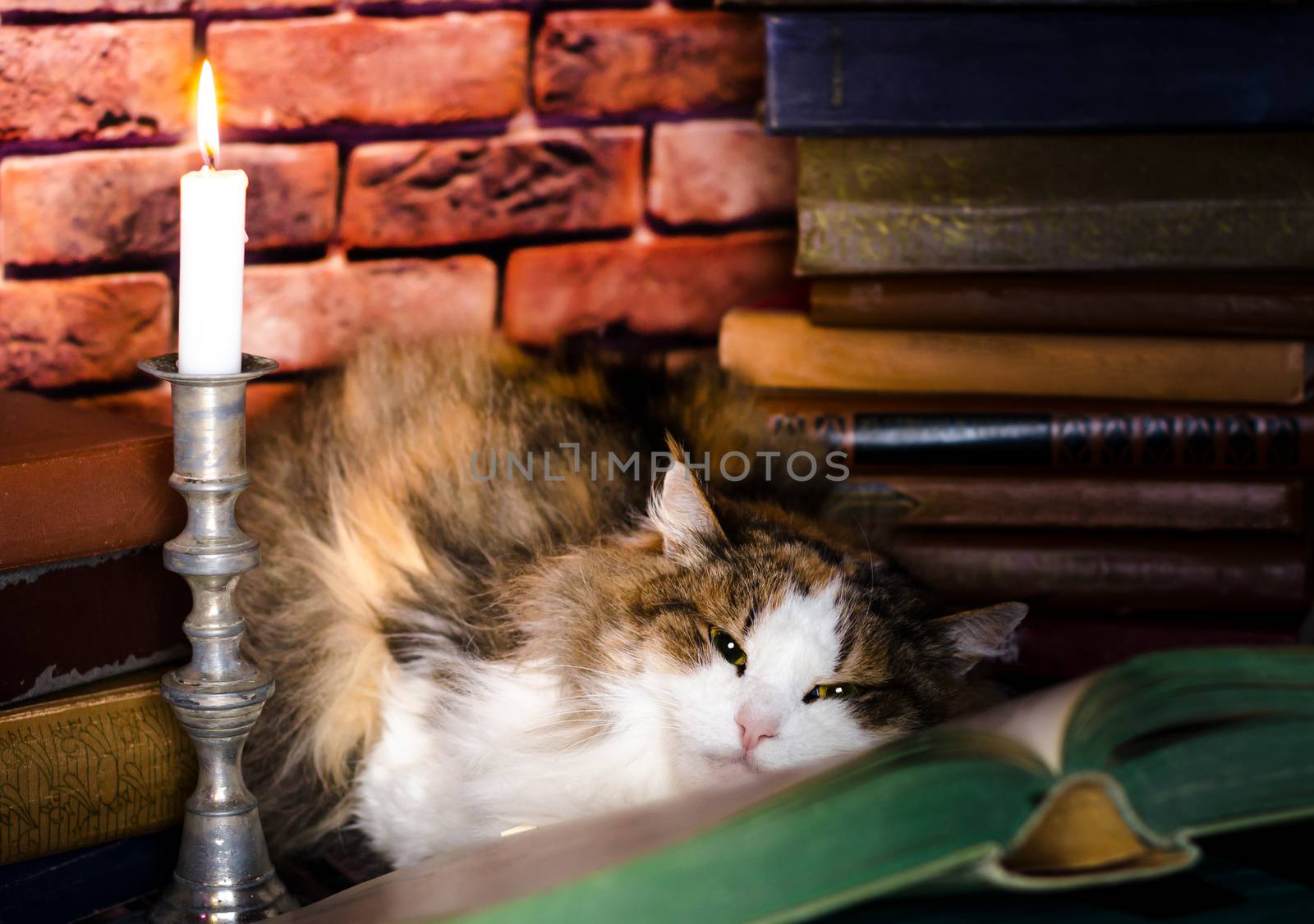 fluffy adult cat lies on a paper book with candle