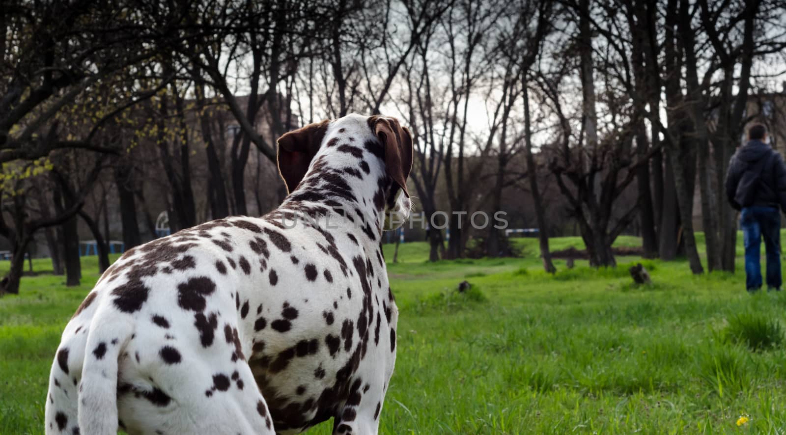 adult spotted dog breed Dalmatian looks at the leaving man