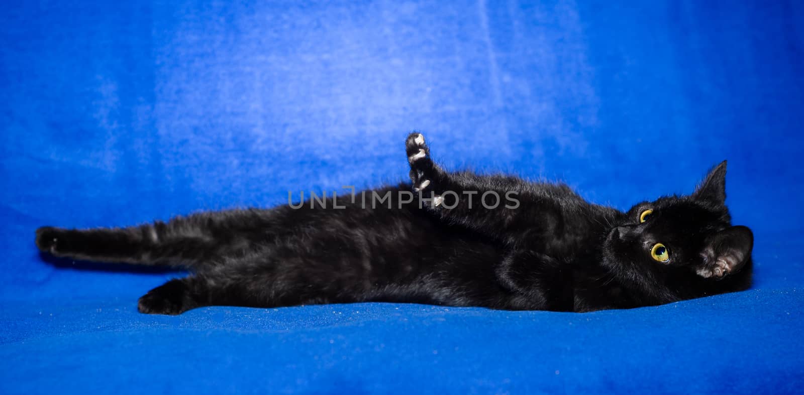 black shorthair cat plays on a bright blue background