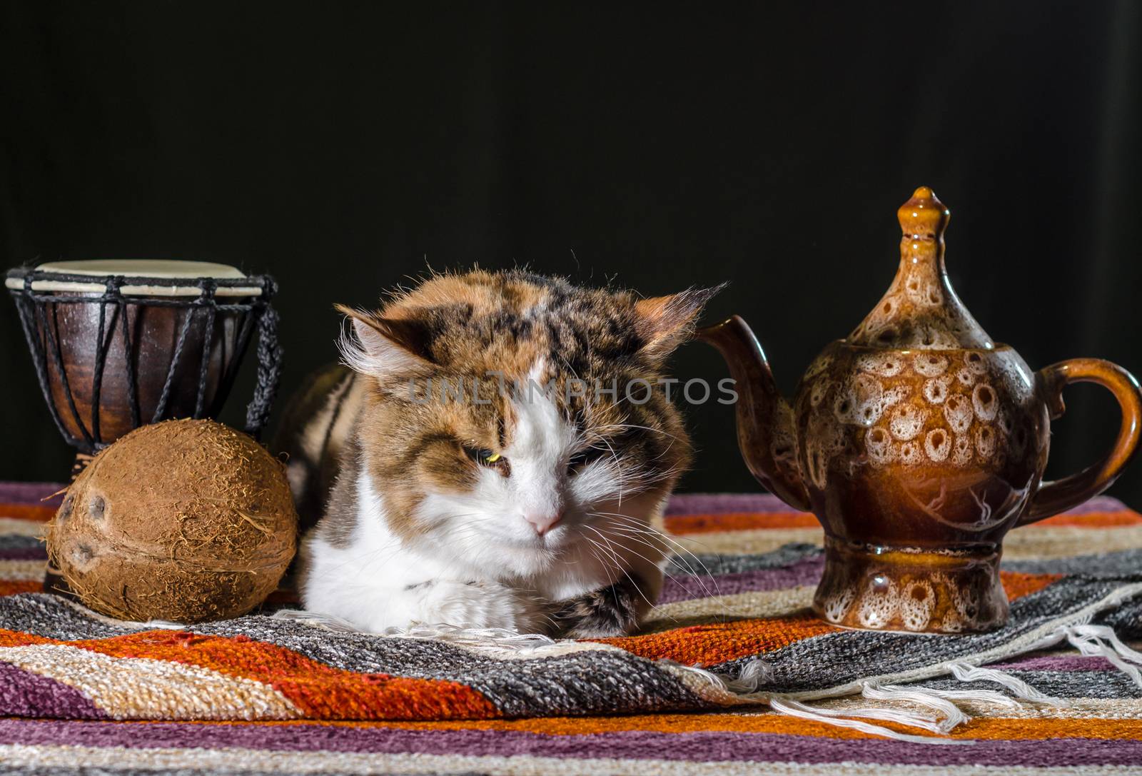 dissatisfied cat with a kettle drum djembe and coconut on a colorful striped carpet