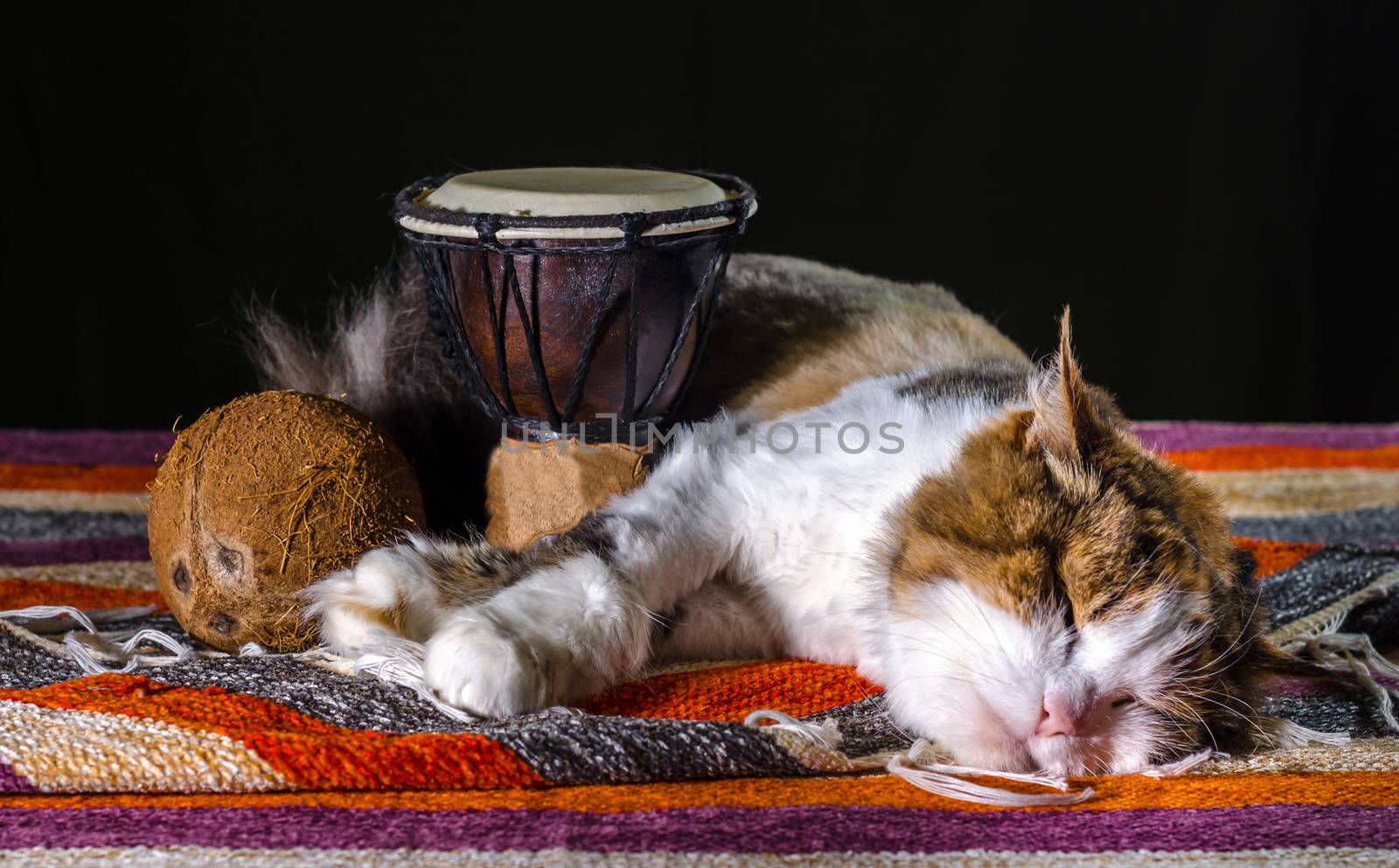 tricolor cat sleeping with Djembe drum and coconut on striped carpet