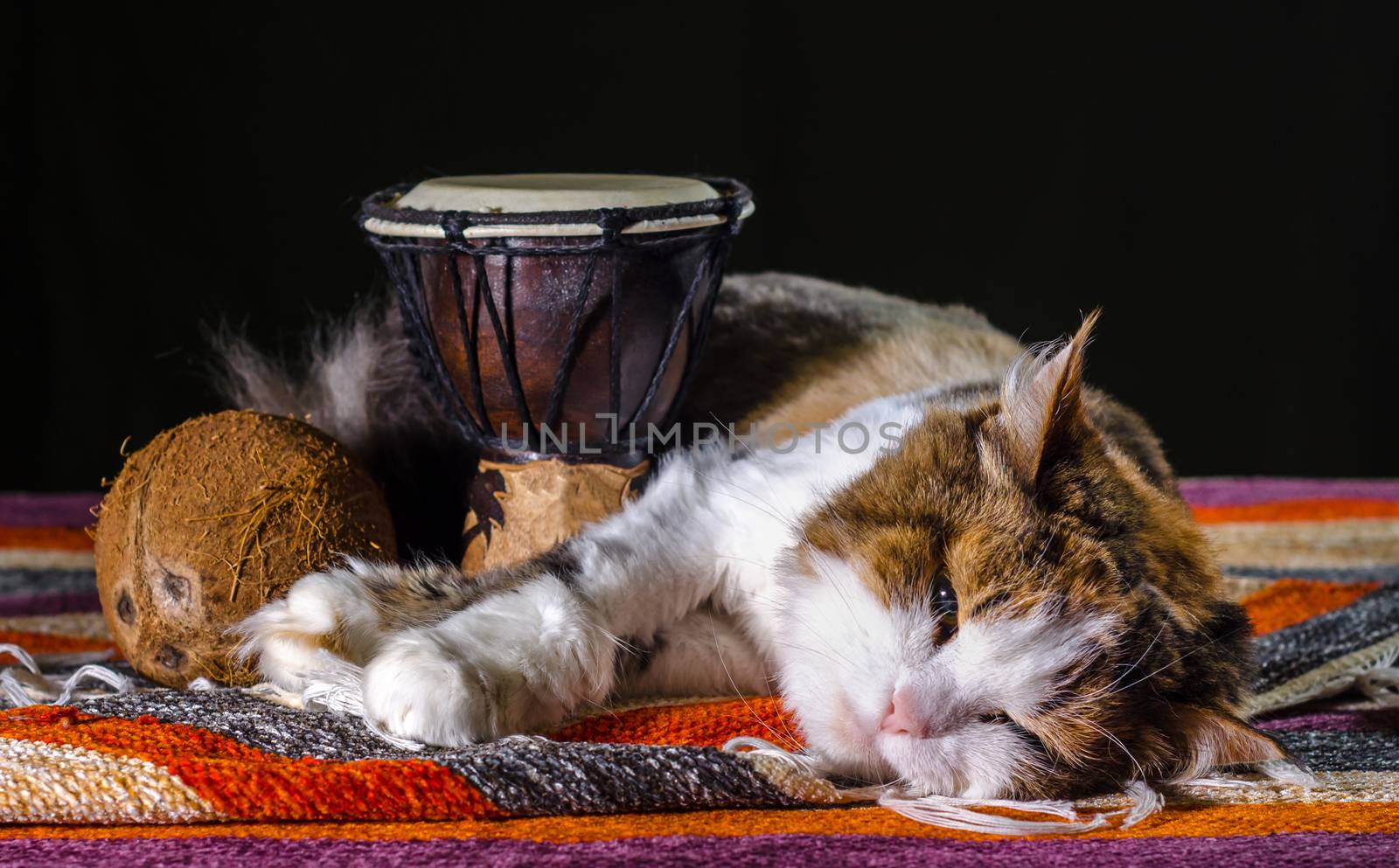 tricolor cat sleeping with Djembe drum and coconut on striped carpet