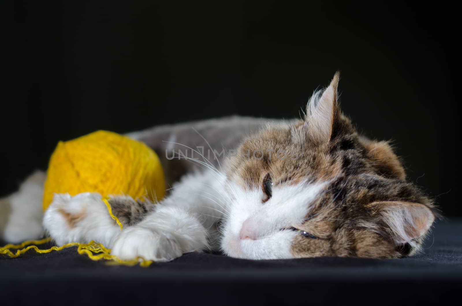 tricolor cat sleeping hugging a ball of bright yellow yarn