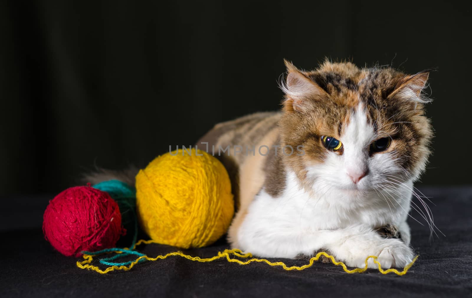 tricolor cat hugging a balls of bright yellow red blue yarn