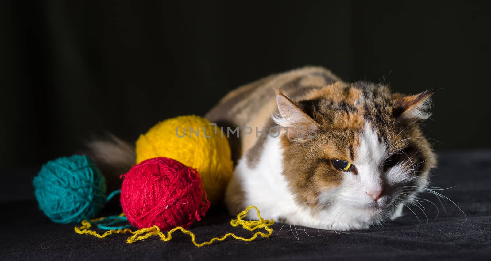 tricolor cat hugging a balls of bright yellow red blue yarn