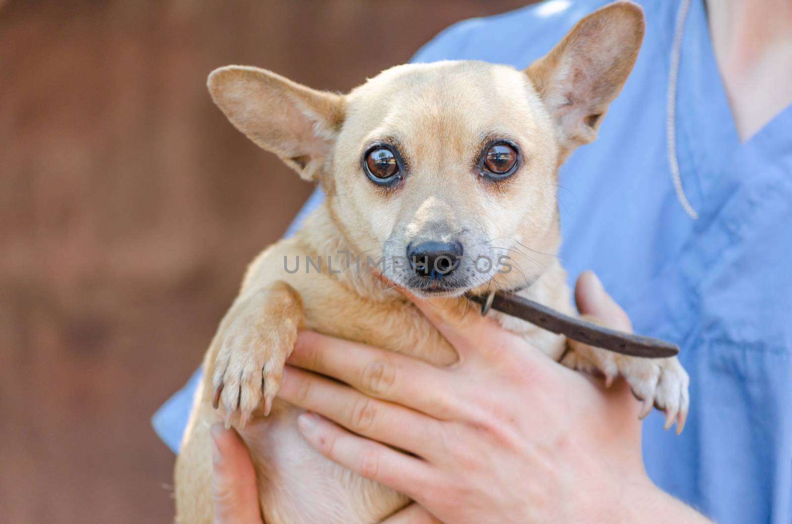 man in blue vet uniform hugging a little dog
