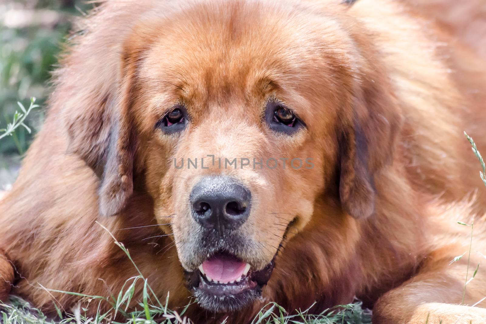 Closeup portrait muzzle of red big dog breed Tibetan Mastiff