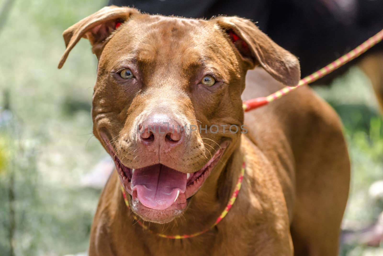 closeup portrait of a happy smiling redhead pit bull terrier