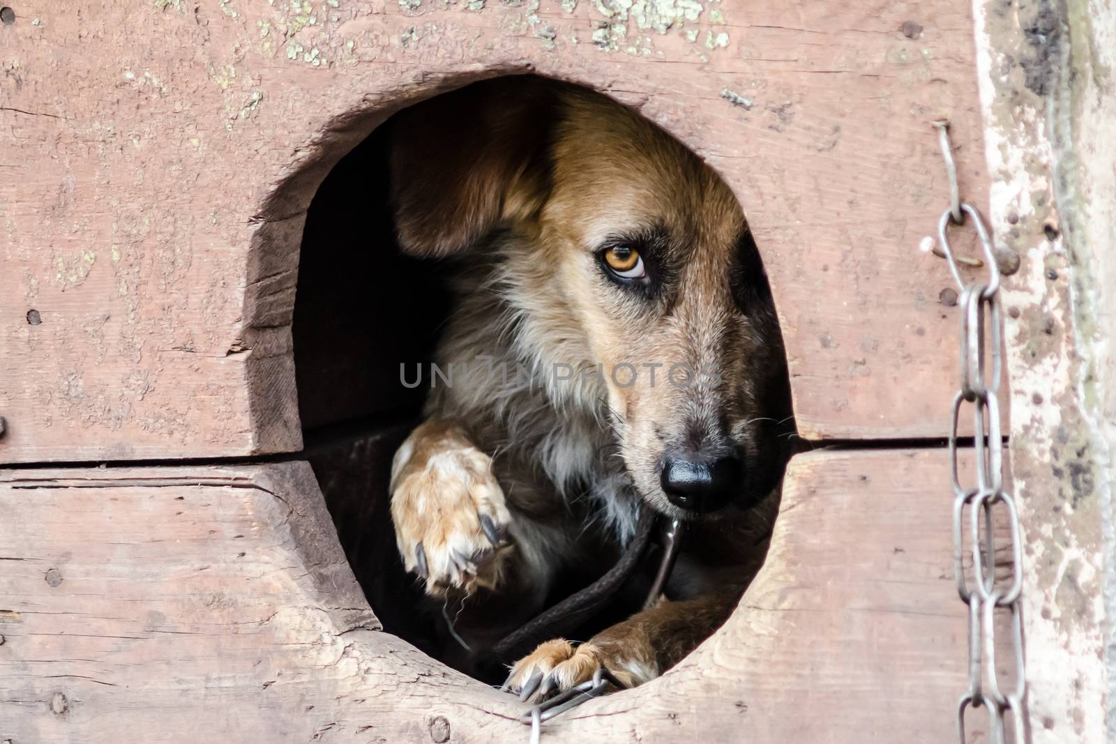 frightened adult brown dog looks out of his doghouse