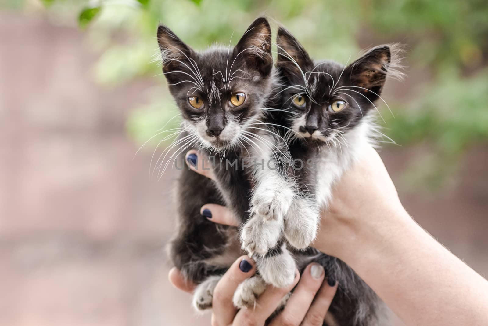 two black and white little kittens in human hands