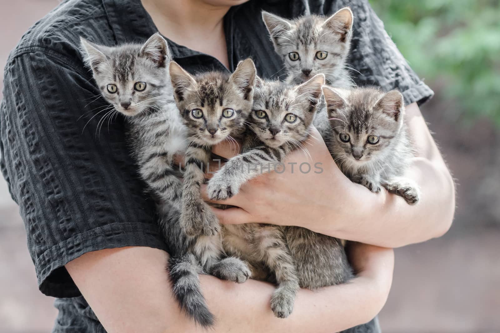 bunch of five tabby kittens in female hands
