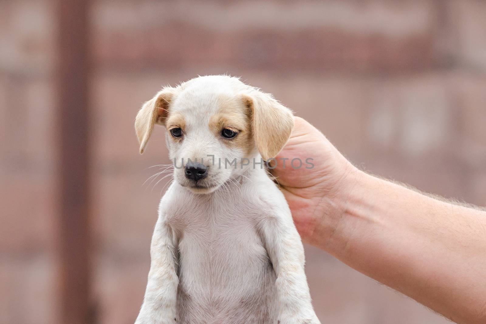 male hand is holding the neck of a little white and brown puppy