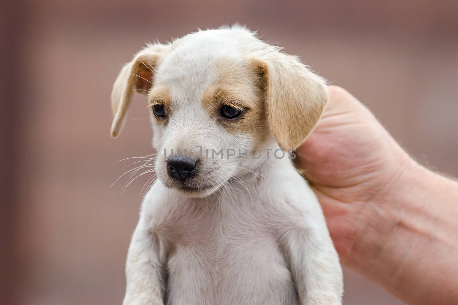 male hand is holding the neck of a little white and brown puppy
