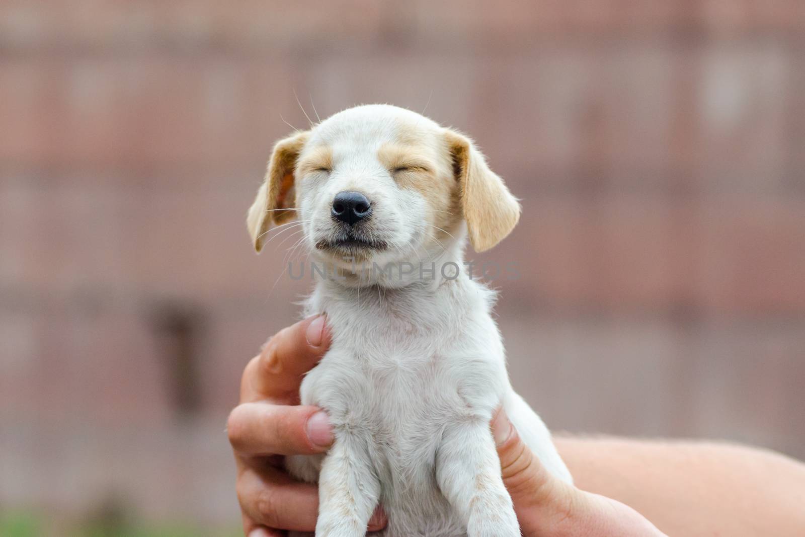 little white and brown puppy is scared shut his eyes in the male hand