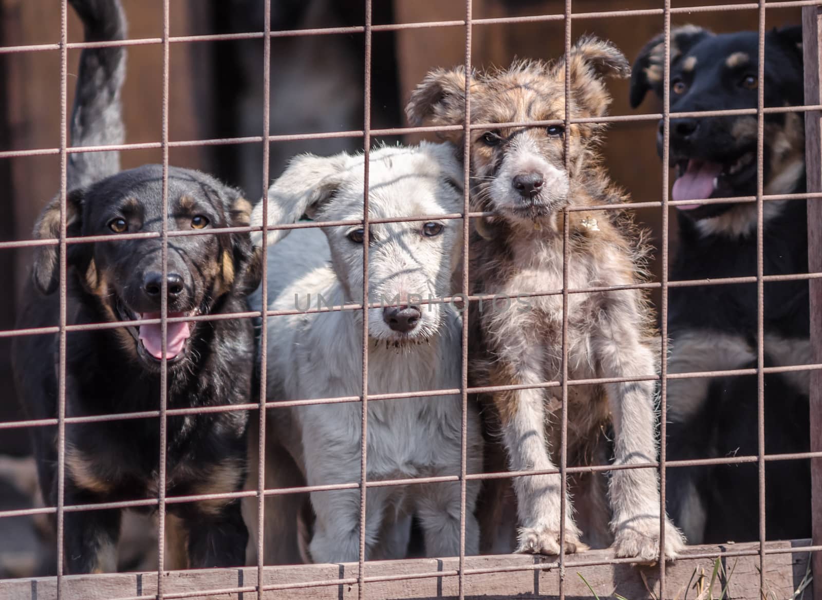 four mongrel puppies behind bars in a cage