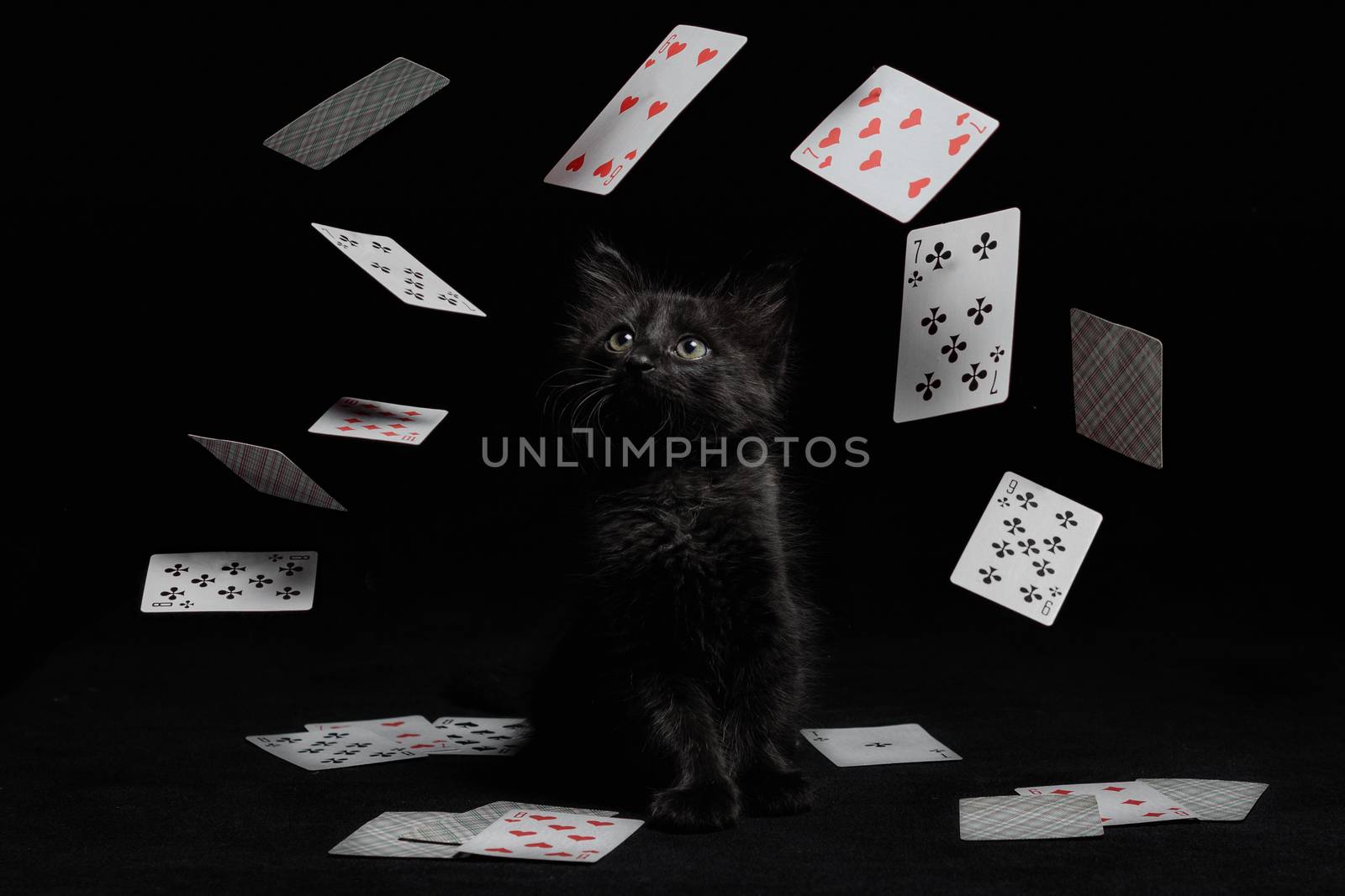 whirlwind of playing cards around a black kitten on black background