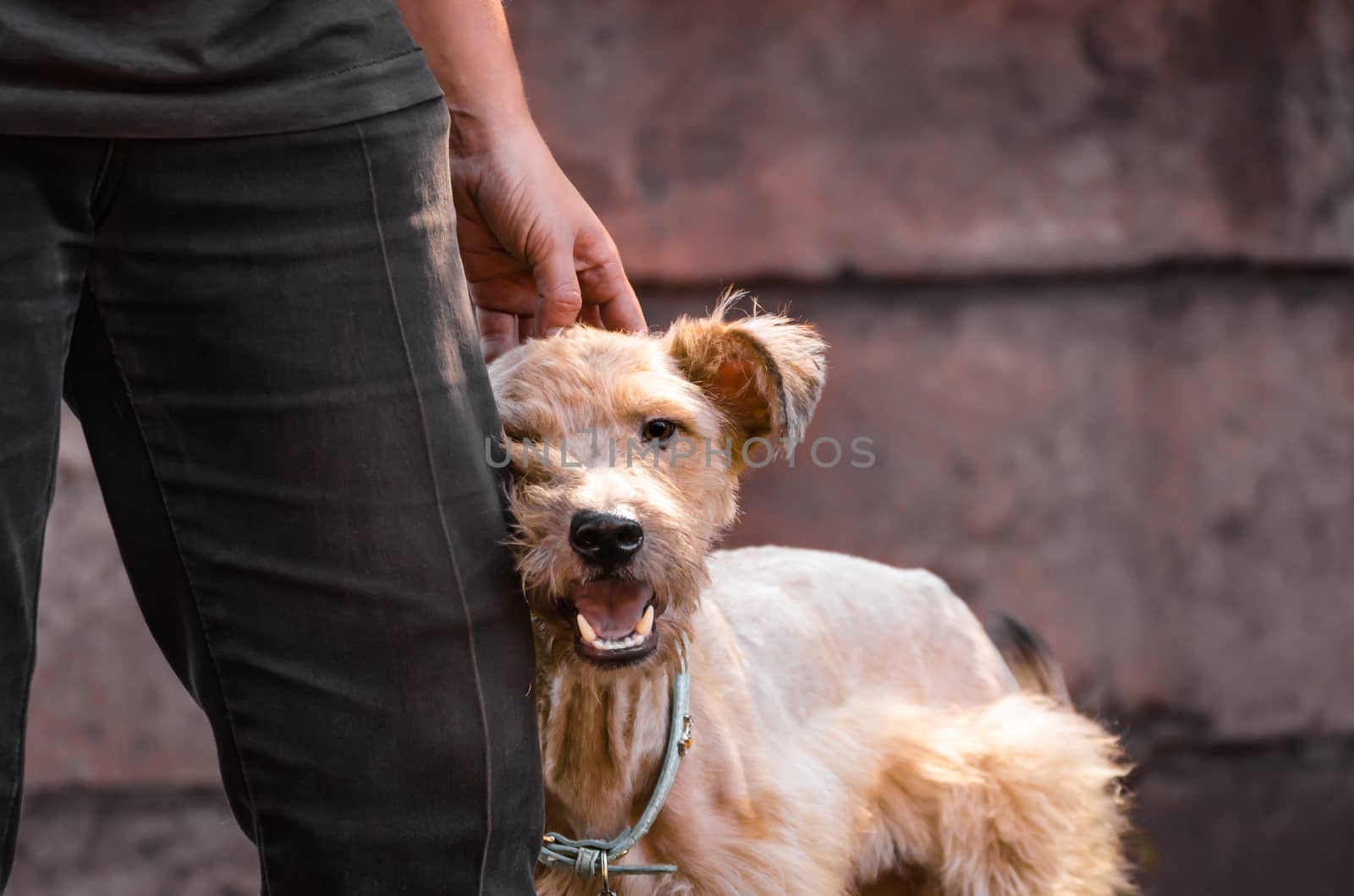dog ​​mongrel in a collar with an open mouth stands next to the man's leg