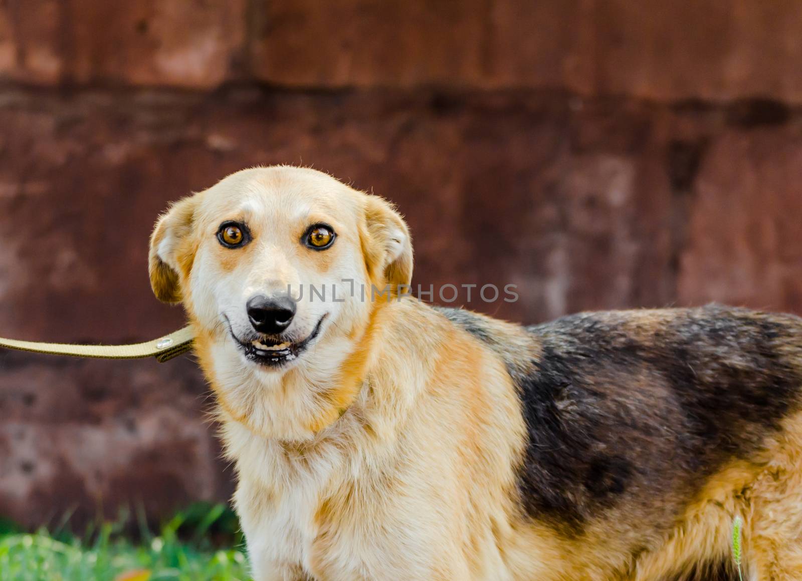 mongrel dog with big eyes smiling
