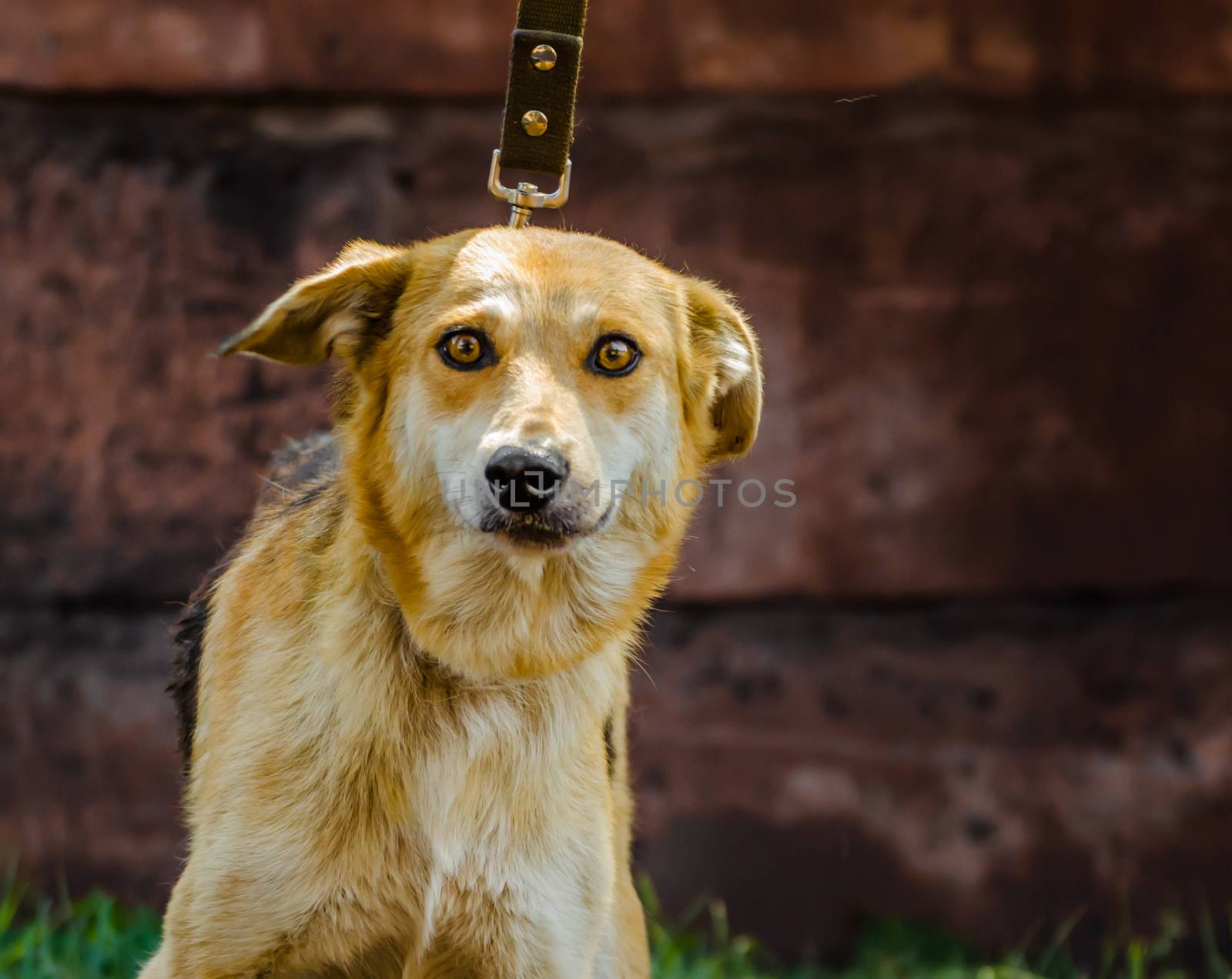 dog with big eyes and a close look at the leash