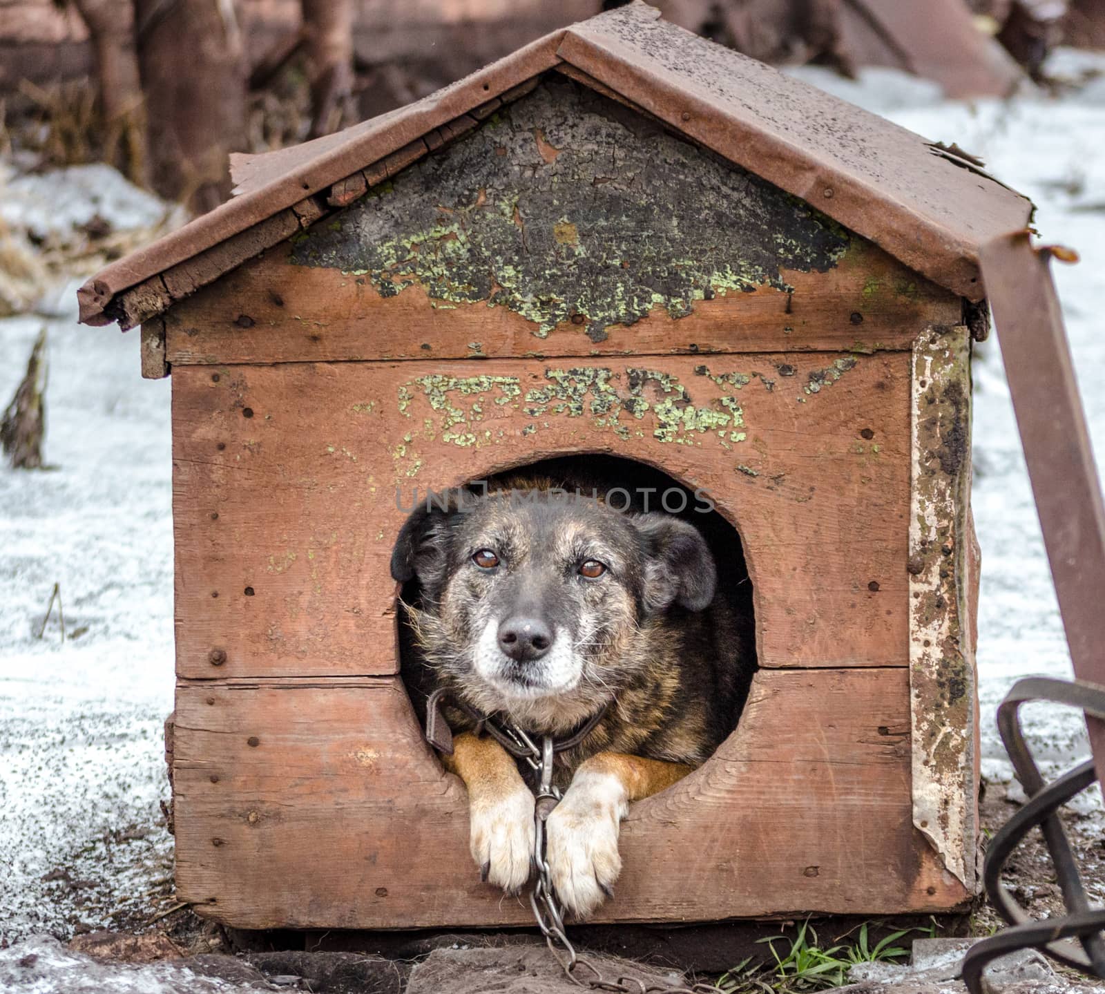 old gray dog in a shabby booth in winter