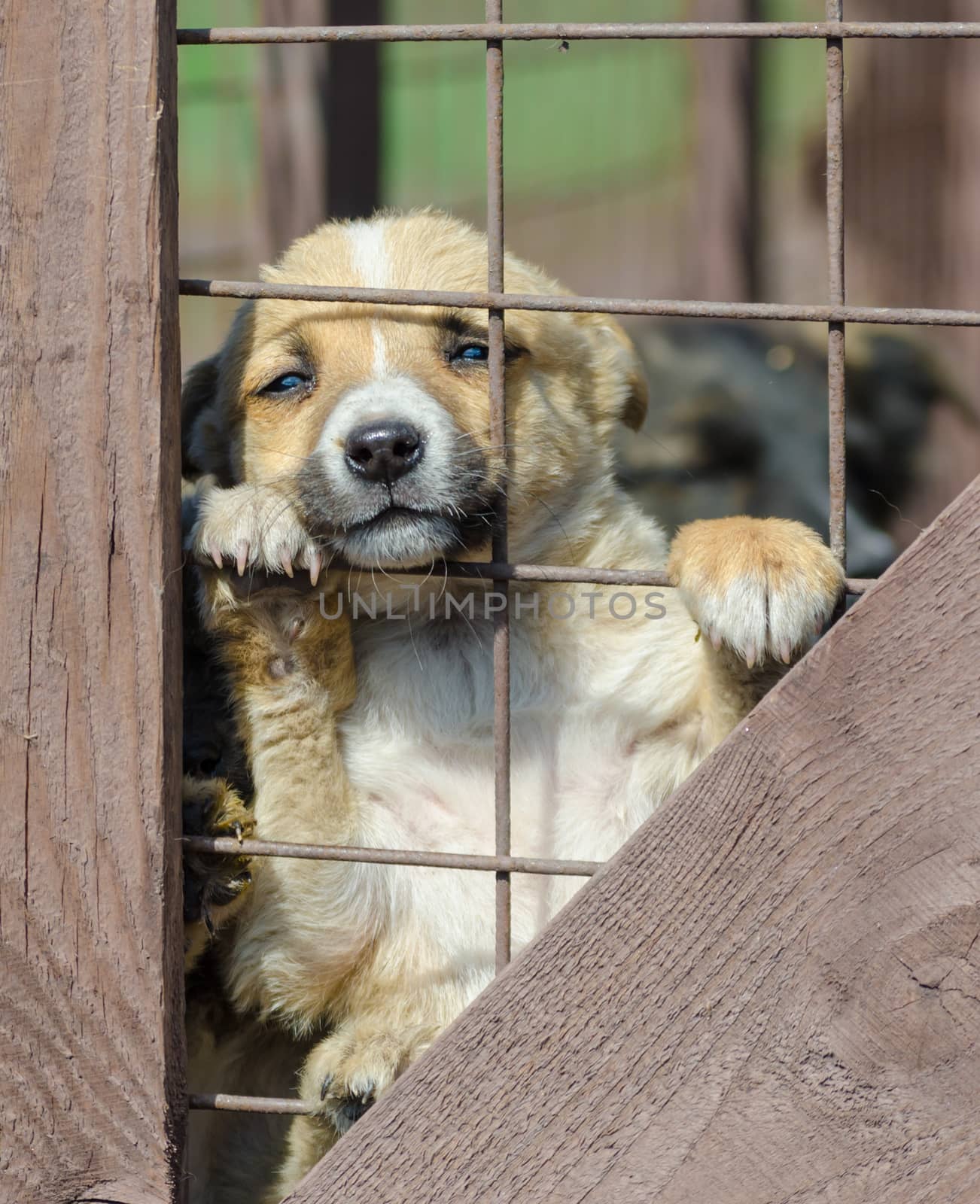 purebred little beige puppy in a wooden cage