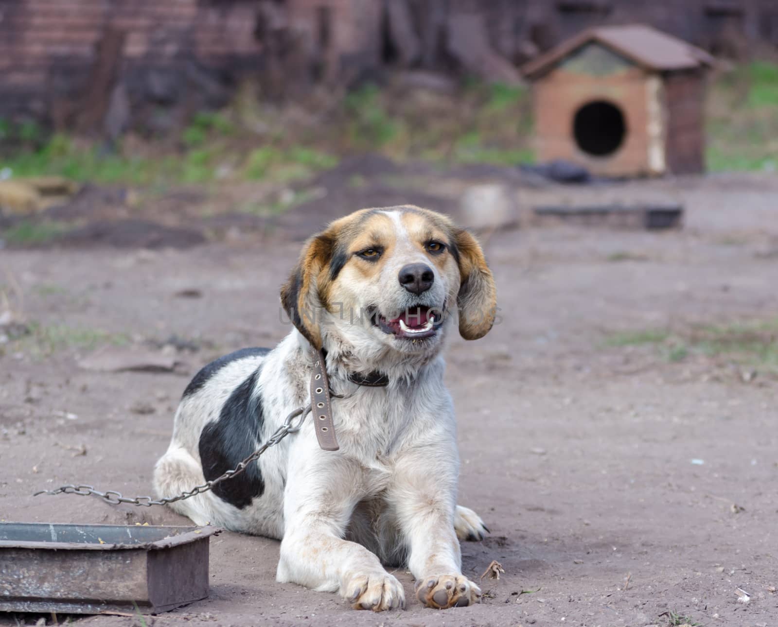 Pinto Chain Dog Smiles Against a wooden Booth