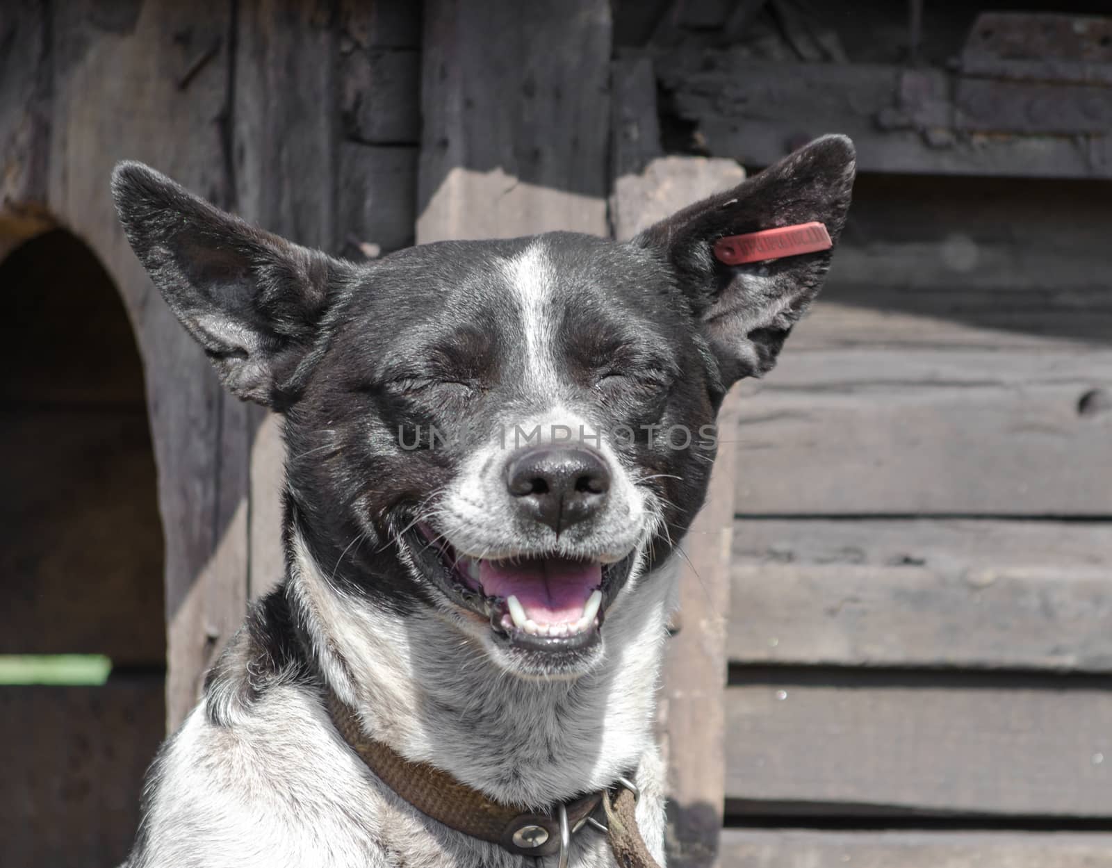 black and white happy dog smiling on the background of a wooden booth