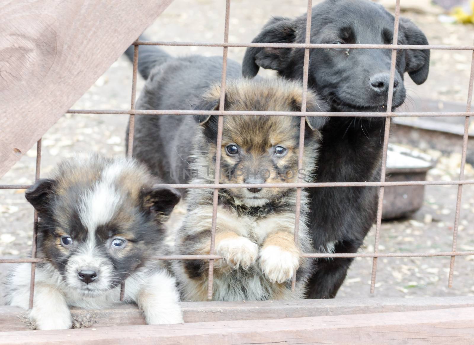 three sad mongrel puppies in a wooden cage