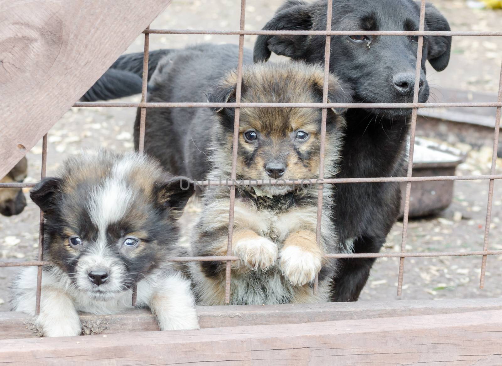 three sad mongrel puppies in a wooden cage