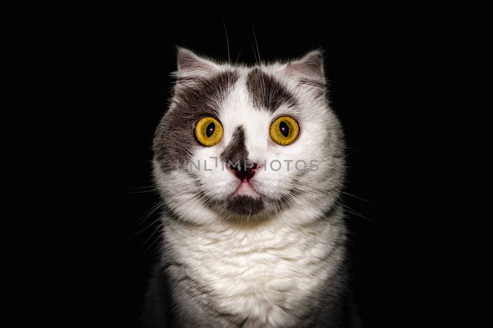 black white cat with yellow eyes on a black background closeup